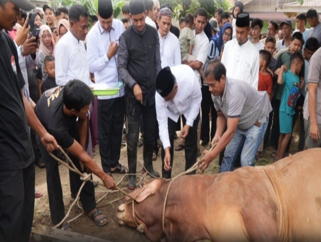 81 Ekor Sapi Qurban Warnai Idul Adha di Rokan Hulu