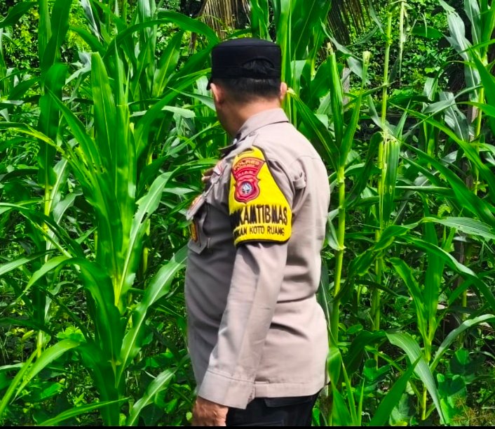 Polsek Rokan IV Koto Kawal Pertumbuhan Jagung Hibrida, Dorong Panen Berkualitas