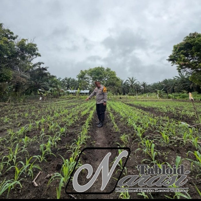 Kawal Program Ketahanan Pangan Nasional, Polsek Bonai Darussalam Pantau Pertumbuhan Tanaman Jagung