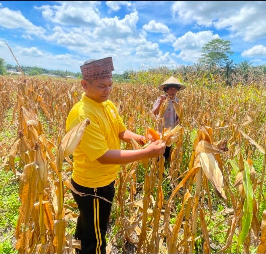Dukung Program Ketahanan Pangan Nasional,Polsek Bonai Darussalam Pantau Pertumbuhan Jagung