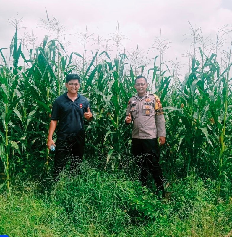 Dukung Swasembada Pangan Polsek Bangkinang Barat di PT SSA2 Ha Barat Cek Lahan Jagung 