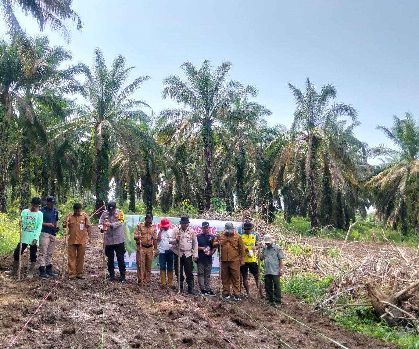 Polsek Rokan IV Koto Kawal Penanaman Jagung Kuartal II di Desa Air Panas , Perkuat Swasembada Pangan