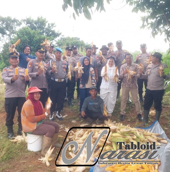 Dukung Ketahanan Pangan Polsek Ujung Batu Gelar Panen Jagung Bersama Warga