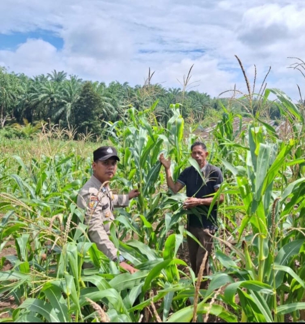 Menuju Swasembada dari Talikumain: Polri Kawal Jagung Rokan Hulu Hingga Panen