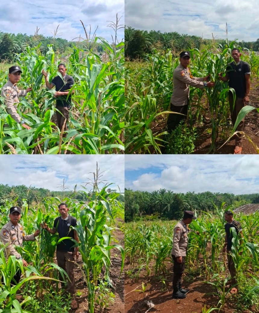 Polsek Tambusai Dampingi Kelompok Tani Rawat Jagung 0,5 Hektar, Dukung Ketahanan Pangan Prabowo