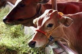 Alhamdulillah... Lebaran Idul Adha Tahun 2021! Polres Rohil Qurban 49 Lembu