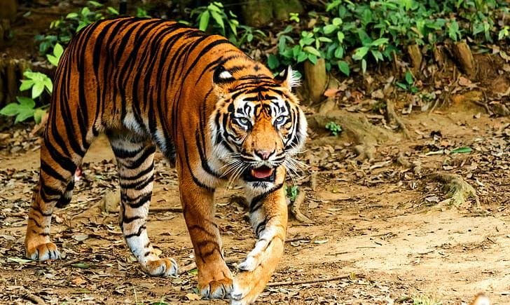 Pekerja Hampir Tewas Diterkam Harimau Saat Bekerja di PT SPA Inhil