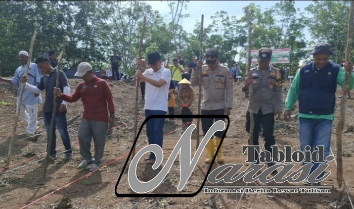 Polsek Tambusai Dan Desa Talikumain Tanam Jagung Dukung Swasembada Pangan