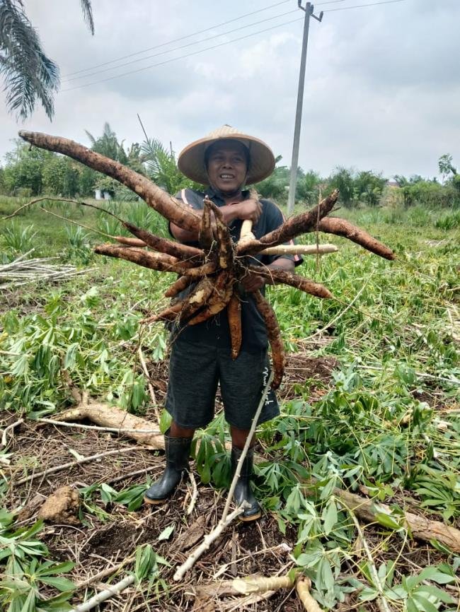 Harga Ubikayu kian hari kian melemah Petani ubikayu Desa SEI LAMBU MAKMUR menjerit