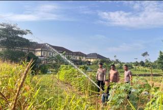 Polres Rokan Hulu Intensif Rawat Jagung Hibrida di Musim Kemarau Dukung Ketahanan Pangan Nasional