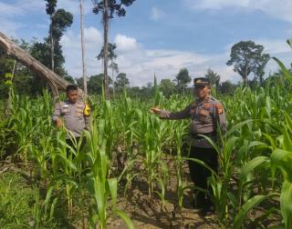 Polsek Rambah Samo Tinjau Tanaman Jagung di Sei Salak, Perkuat Program Ketahanan Pangan Nasional