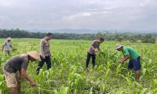 Dukung Ketahanan Pangan Nasional, Polres Rokan Hulu Cek Perkembangan Tanaman Jagung di Lahan 6 Hekta
