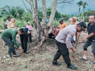 Polsek Rokan IV Koto Dukung Swasembada Pangan, Tanam Jagung di Cipang Kiri Hulu