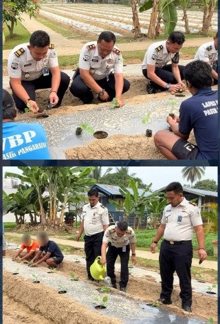 Optimalkan Pembinaan bagi Warga Binaan, Lapas Pasir Pangarayan Tanam 850 Batang Terong Ungu Guna Dukung Ketahanan Pangan 