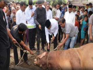81 Ekor Sapi Qurban Warnai Idul Adha di Rokan Hulu