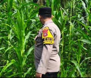Polsek Rokan IV Koto Kawal Pertumbuhan Jagung Hibrida, Dorong Panen Berkualitas