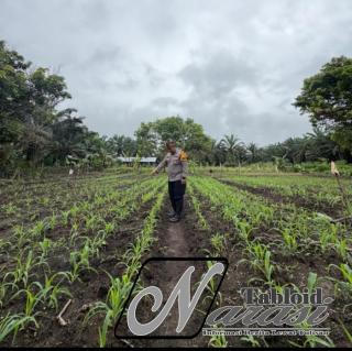 Kawal Program Ketahanan Pangan Nasional, Polsek Bonai Darussalam Pantau Pertumbuhan Tanaman Jagung