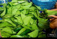 Manfaat Daun Sirih. Lengkap dengan Cara Tanam & Mengolahnya!