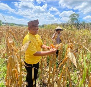 Dukung Program Ketahanan Pangan Nasional,Polsek Bonai Darussalam Pantau Pertumbuhan Jagung
