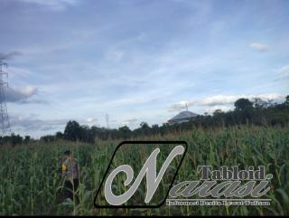 Kapolsek Bangkinang Barat Cek Lahan Jagung Pipil Kuartal I di Desa Salo Timur Dukung Swasembada