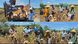 Polsek Tambusai Panen Raya 5 Ton Jagung Sinergi Dengan PT PSA dan Petani