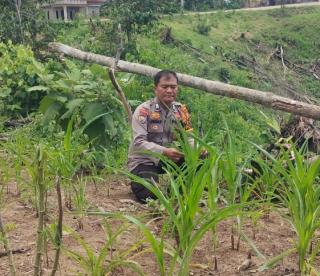 Polisi Cinta Petani, Polsek Rokan IV Koto Turun Langsung Cek Jagung Hibrida di Desa Pemandang