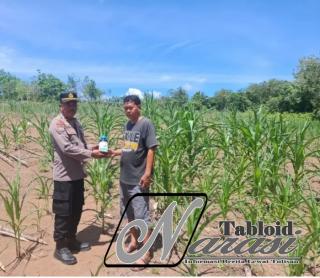 Polsek Tambusai Salurkan Bantuan Racun Hama untuk Dukung Ketahanan Pangan Petani Talikumain