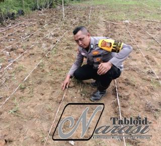 Polsek Rokan IV Koto Kawal Pertumbuhan Jagung Petani Desa Suligi