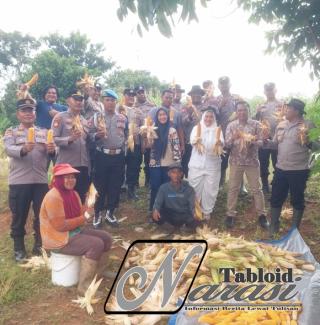Dukung Ketahanan Pangan Polsek Ujung Batu Gelar Panen Jagung Bersama Warga
