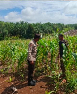 Dari Kantor ke Kebun: Polsek Tambusai Pimpin Langsung Perawatan Jagung