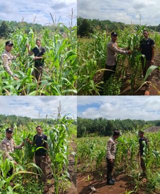 Polsek Tambusai Dampingi Kelompok Tani Rawat Jagung 0,5 Hektar, Dukung Ketahanan Pangan Prabowo