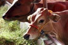 Alhamdulillah... Lebaran Idul Adha Tahun 2021! Polres Rohil Qurban 49 Lembu