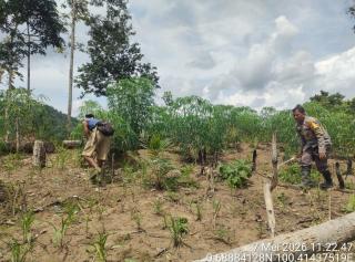 Dukung Swasembada Pangan, Polsek Rokan IV Koto Aktif Di Desa Pemandang