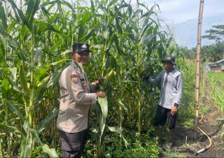 Polsek Bonai Darussalam Tinjau Lahan Jagung Rawa Makmur, Dukung Ketahanan Pangan